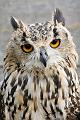 Bengal Eagle Owl